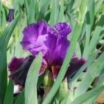 Iris germanica (Violet Turner) German Iris